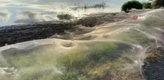 Son dakika haber! Avusturalya'da sel bölgesini dev örümcek ağları kapladı