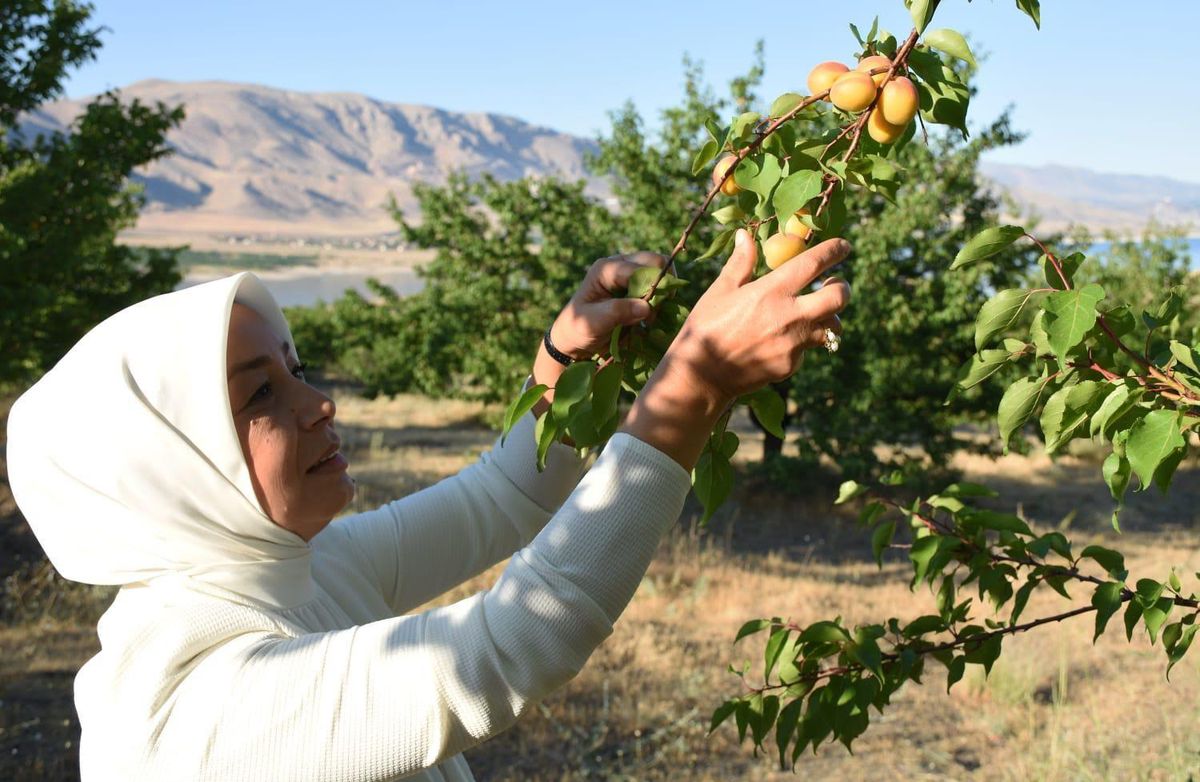 Dünyanın kayısı başkenti\'nde hasat başladı