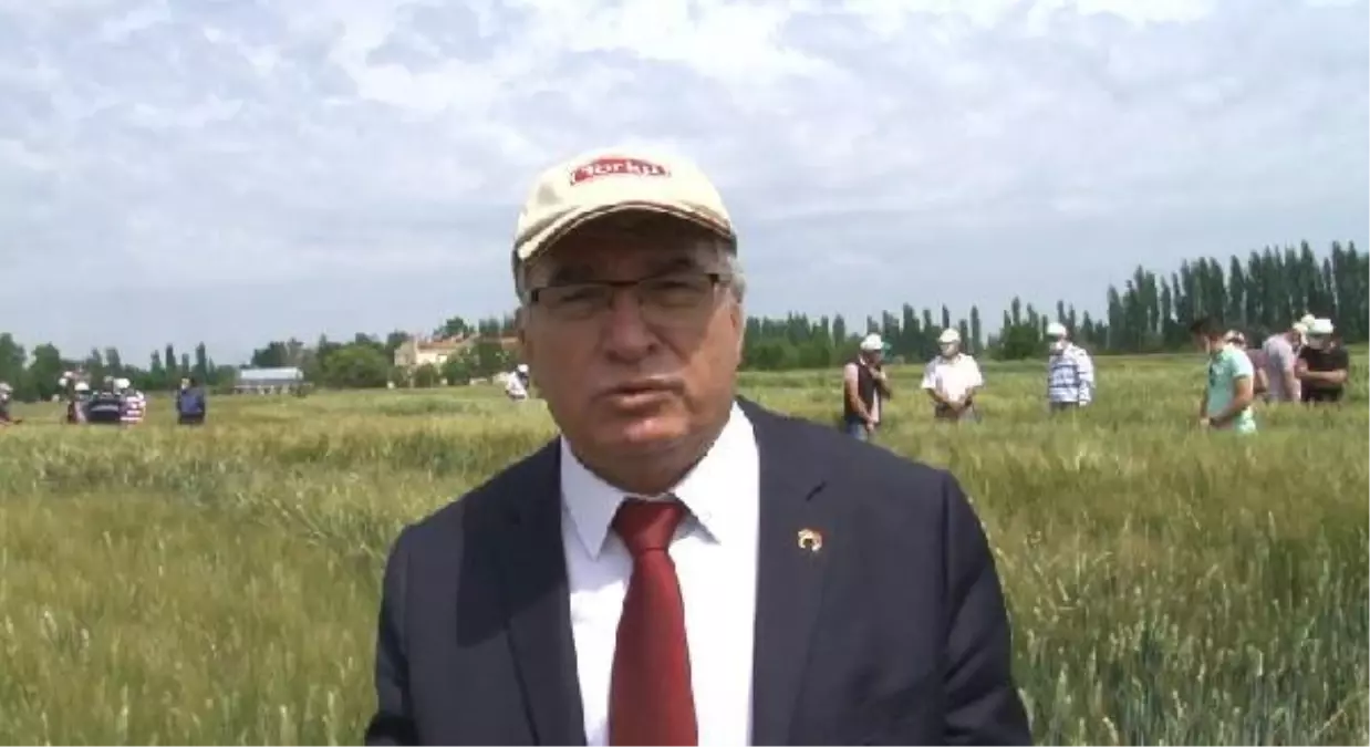 Konya Gıda ve Tarım Üniversitesi, yerli ve milli buğday ıslahında sona geldi