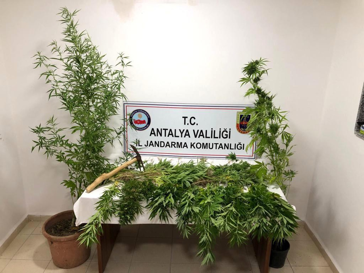 Ormana ektiği kenevirlere bakım yaparken suçüstü yakalandı
