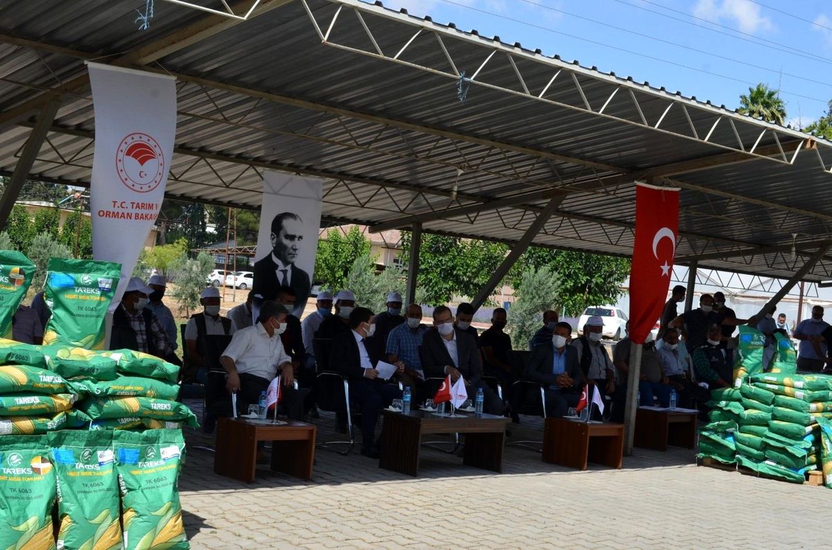 Üreticilere silajlık mısır tohumu dağıtıldı