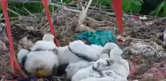 İşte annelik böyle bir şey! Fedakar leylek, ölüm pahasına yavrularını korudu