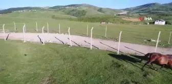 Yılkı atları havadan görüntülendi