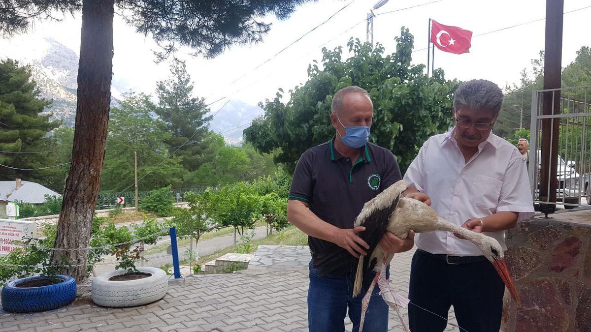 Adana\'da yaralı bulunan leylek tedavi altına alındı