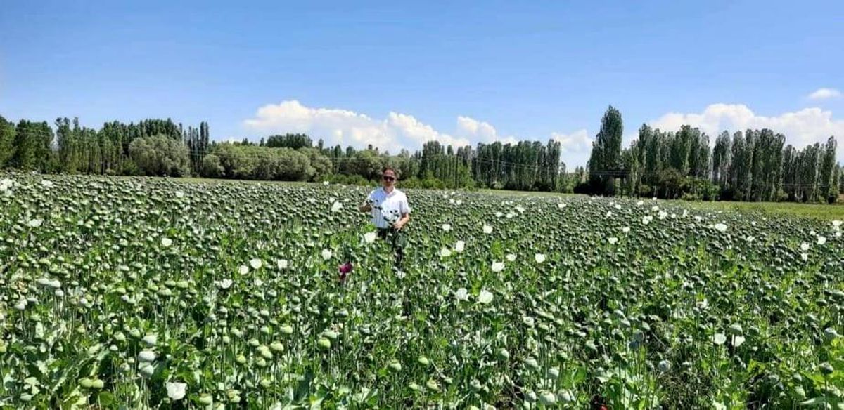Altıntaş\'ta haşhaş ve yem bitkisi ekili alanlarda kontrol