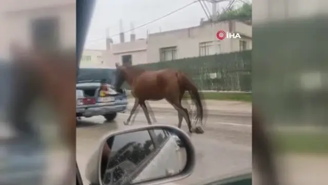 Bursa'da aracın arkasına at bağlayıp koşturan şahsa ağır ceza