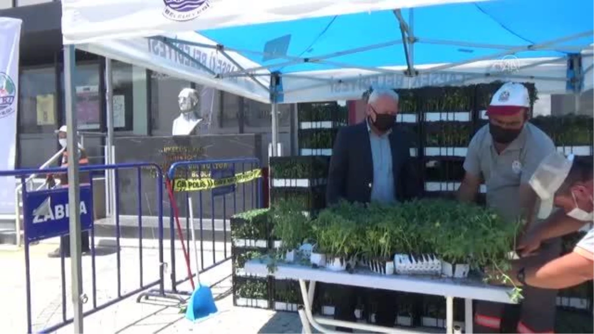 ÇANAKKALE - Lapseki Belediyesi 30 bin domates fidesi dağıttı