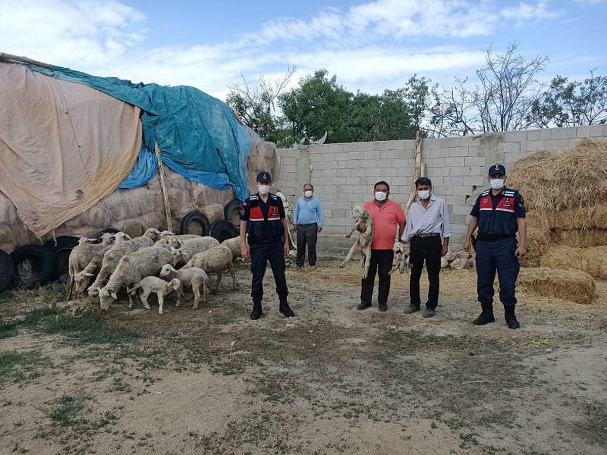 Eskişehir\'de küçükbaş hayvan çaldıkları iddia edilen 3 şüpheliden biri tutuklandı
