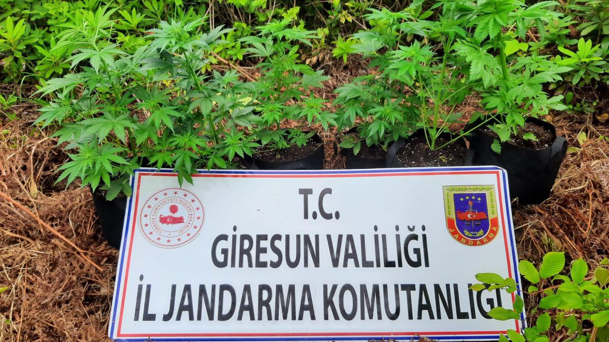 Giresun\'da kamu arazisinde kenevir yetiştiren 2 kişi gözaltına alındı