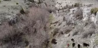 KASTAMONU - İstanbul'da müdürlüğü bırakan muhasebeci köyüne dönerek hayvancılık yapmaya başladı