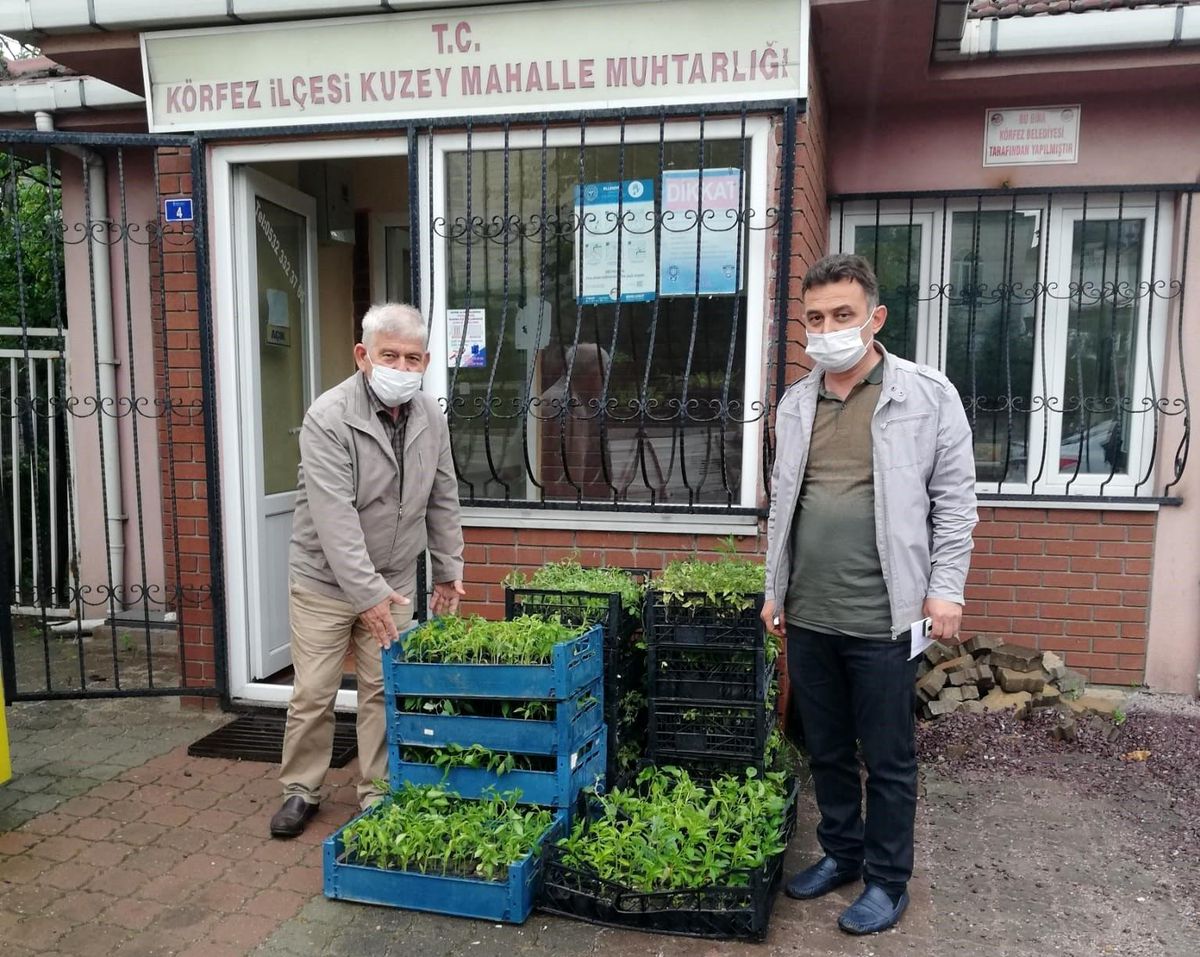 Kent merkezindeki muhtarlara fide dağıtımı