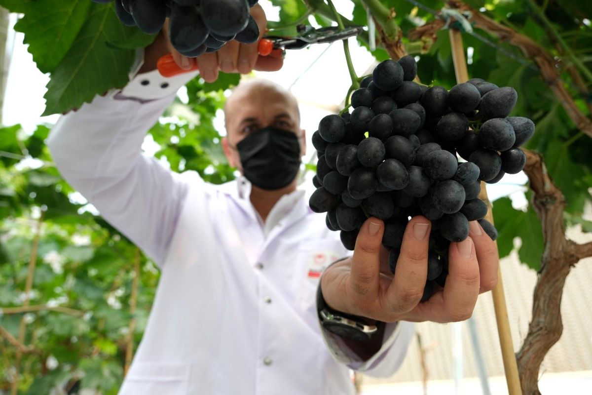 Manisa\'da sezonun ilk hasadı serada yapıldı