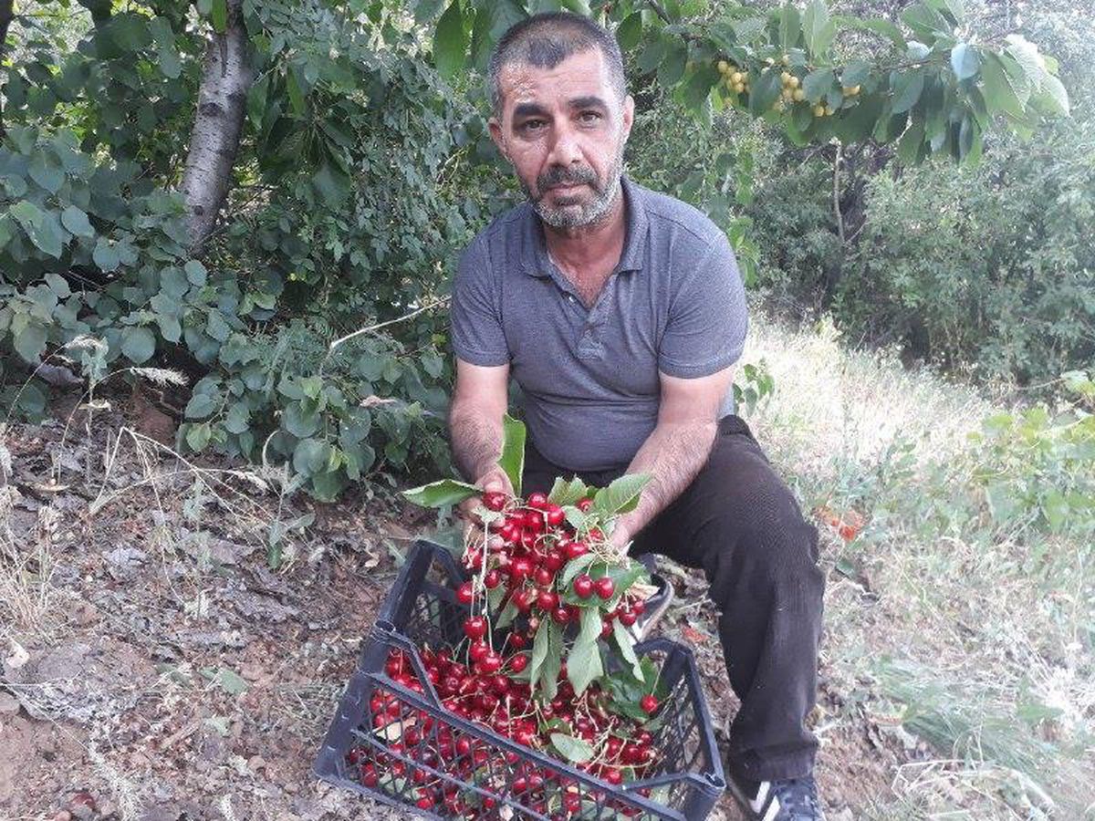 Muş\'ta kiraz hasadı başladı