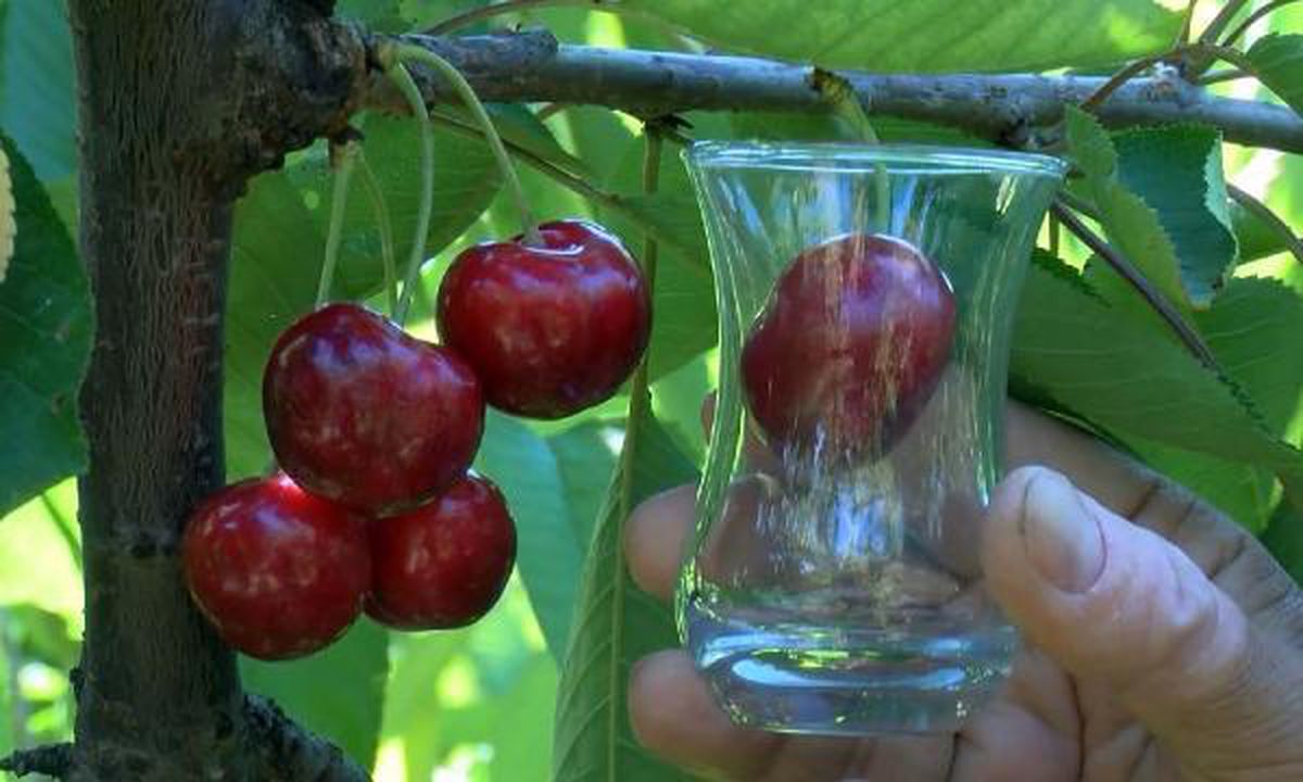 Turkey\'s \'Lapseki Giant\' cherries are eaten by the British Royal Family: Farmers say