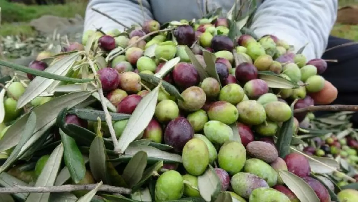 Uzmanlar konuştu: İklim değişikliği zeytin üretimini düşürdü, hasat gecikti