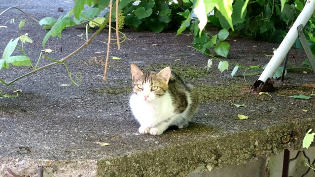 Yavrusu ağaçta kalan anne kedi, saatlerce bekledi