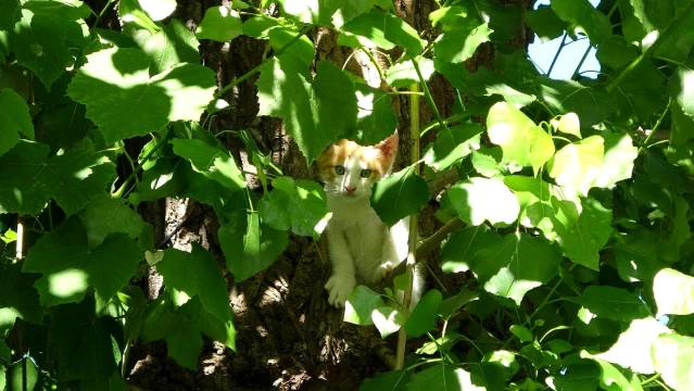 Yavrusu ağaçta kalan anne kedi, saatlerce bekledi