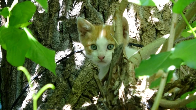 Yavrusu ağaçta kalan anne kedi, saatlerce bekledi