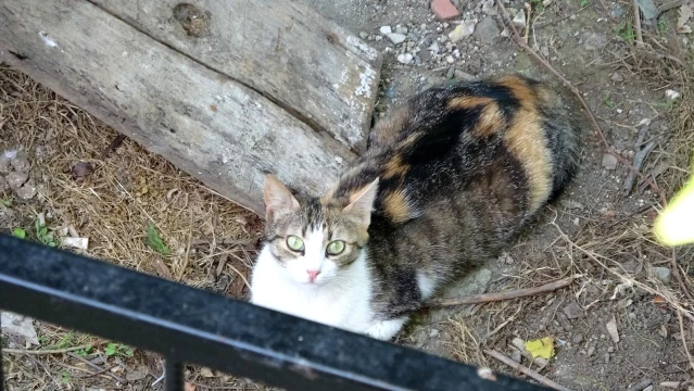 Yavrusu ağaçta kalan anne kedi, saatlerce bekledi