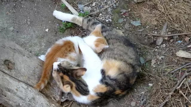 Yavrusu ağaçta kalan anne kedi, saatlerce bekledi