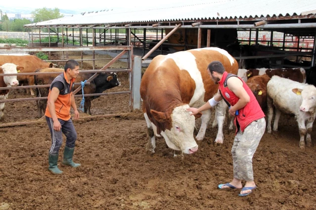 1 ton 650 kilogramlık dev kurbanlık görenleri hayrete düşürüyor