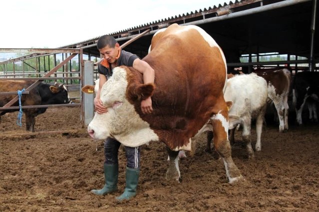 1 ton 650 kilogramlık dev kurbanlık görenleri hayrete düşürüyor