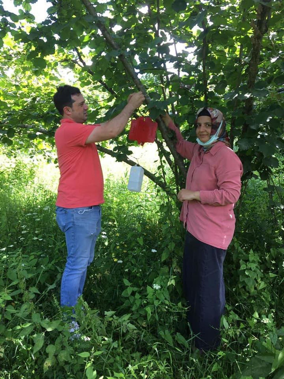 Giresun\'da fındıkta "dalkıran" zararlısına karşı bahçelere tuzak kuruluyor