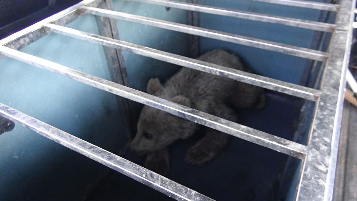 Köpeklerin saldırısına uğrayan yavru ayıyı vatandaşlar kurtardı