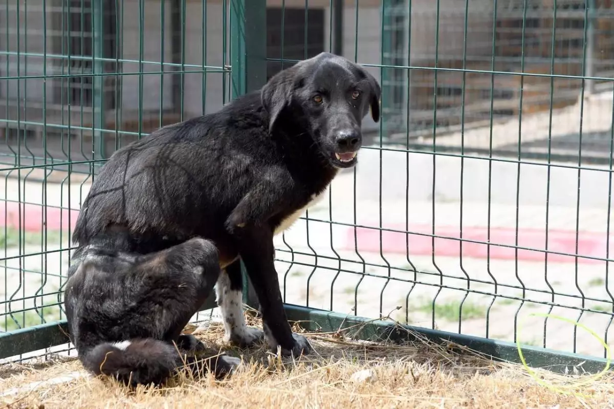 Mersin\'de belinden çelik telle ağaca bağlı bulunan köpek tedavi altına alındı