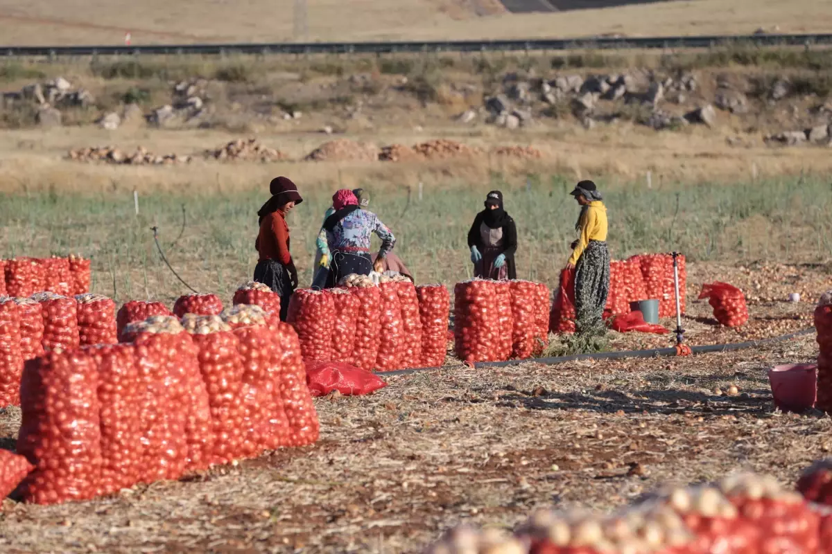 Şanlıurfa\'da alternatif ürün ekimi artıyor