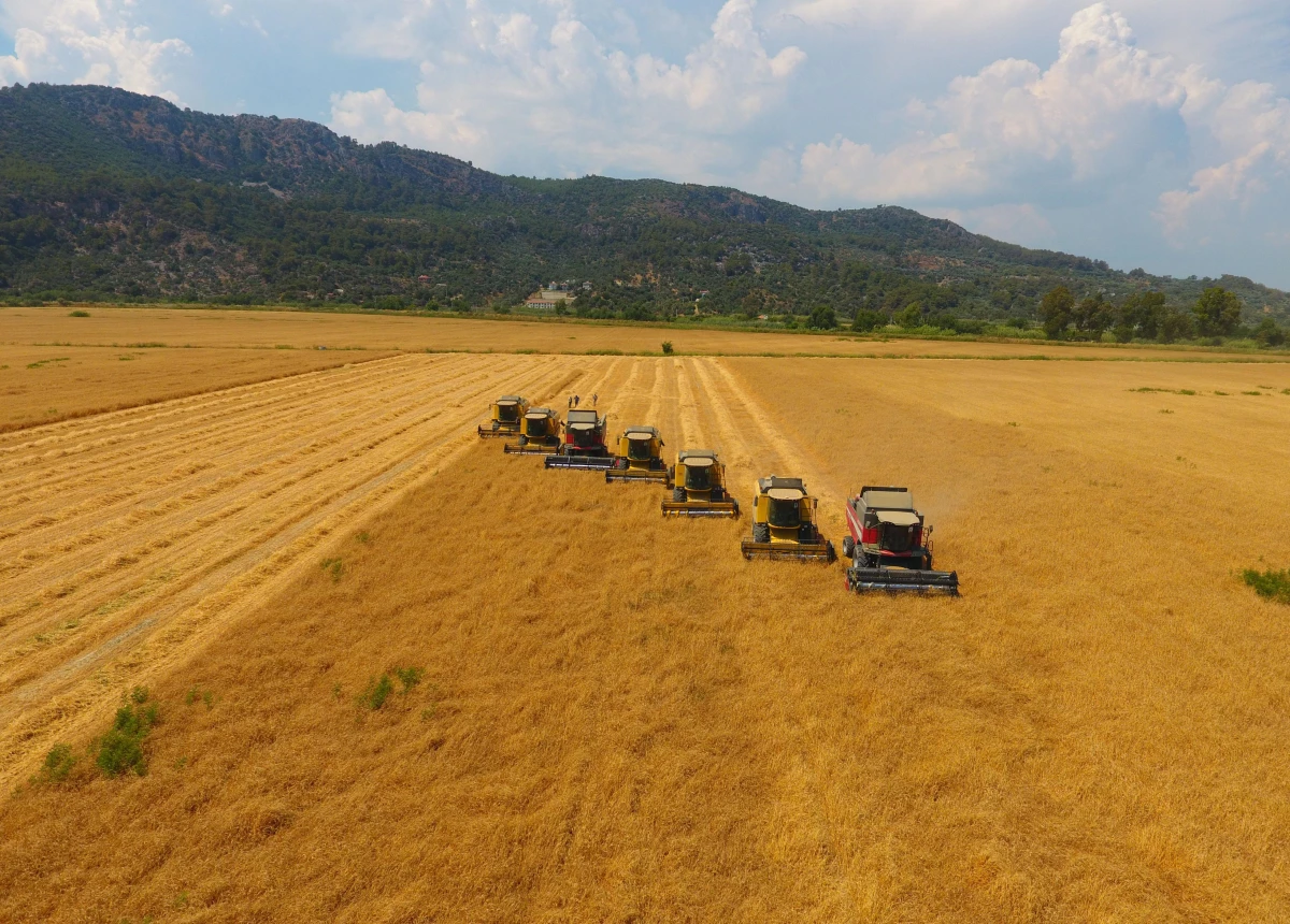 TİGEM\'de yerli tohum buğdayın hasadından yüksek verim elde edildi