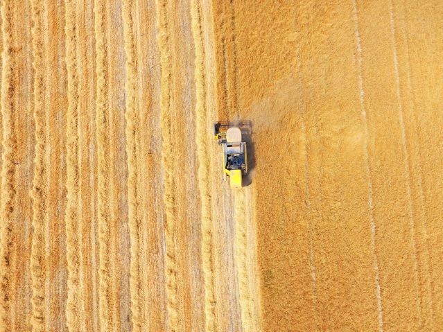 TİGEM'de yerli tohum buğdayın hasadından yüksek verim elde edildi