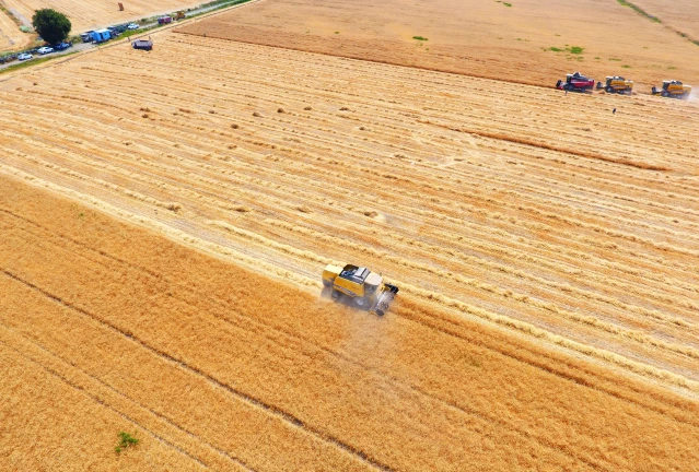 TİGEM'de yerli tohum buğdayın hasadından yüksek verim elde edildi