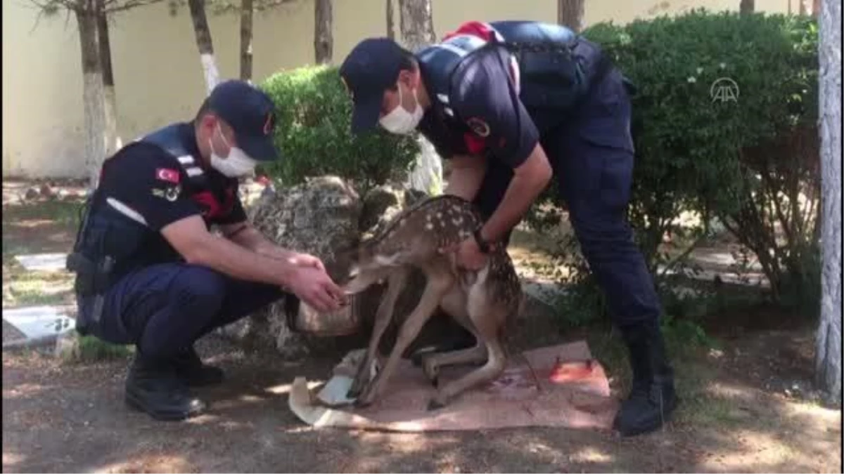 AFYONKARAHİSAR - Jandarma ekiplerince yaralı halde bulunan geyik yavrusu koruma altına alındı