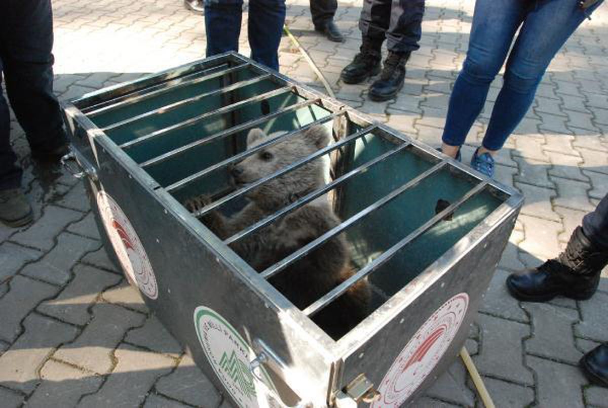 Bear cub attacked by dogs, has rescued