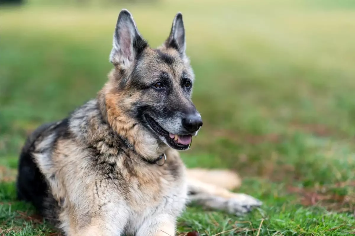 Son dakika! Biden ve First Lady Jill Biden\'ın köpeği Champ öldü