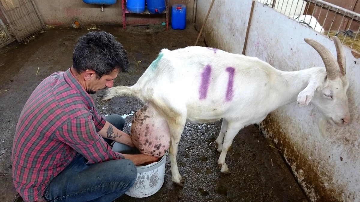 Sahibi bile hayrete düştü! Beslediği keçi bir günde ağırlığının yarısı kadar süt verip, rekor kırdı