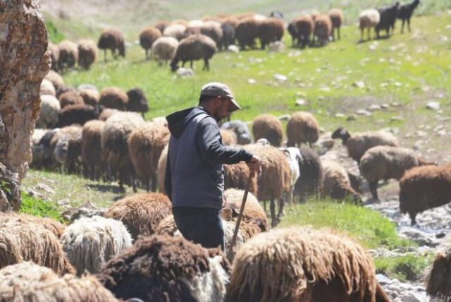 Çektiği videolarla fenomen olan çoban, sosyal medyadan ayda 5 ila 20 bin lira arasında kazanıyor