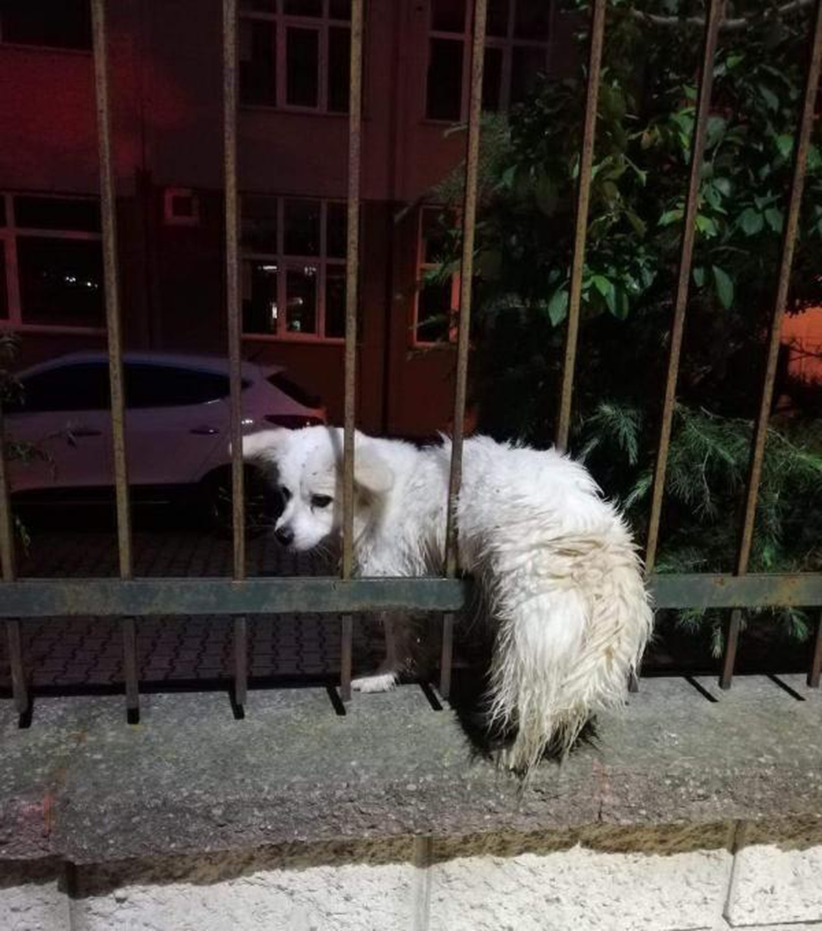 Demir parmaklıklara sıkışan köpeği itfaiyeciler kurtardı