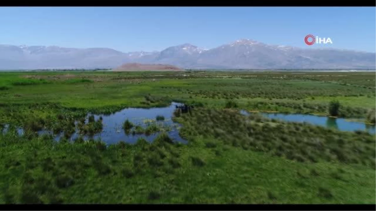 Erzincan\'da sulak alanlar havadan ilaçlandı