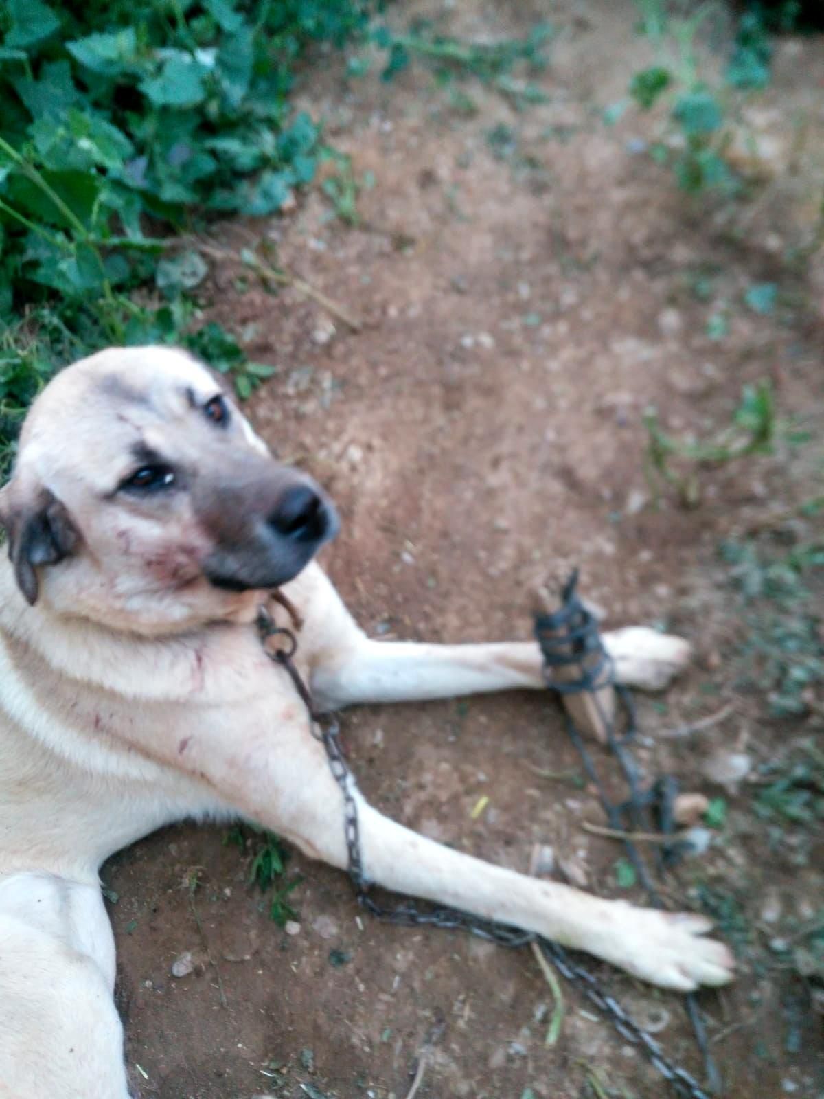 Isparta\'da köpeğe tuğla ile saldırdılar