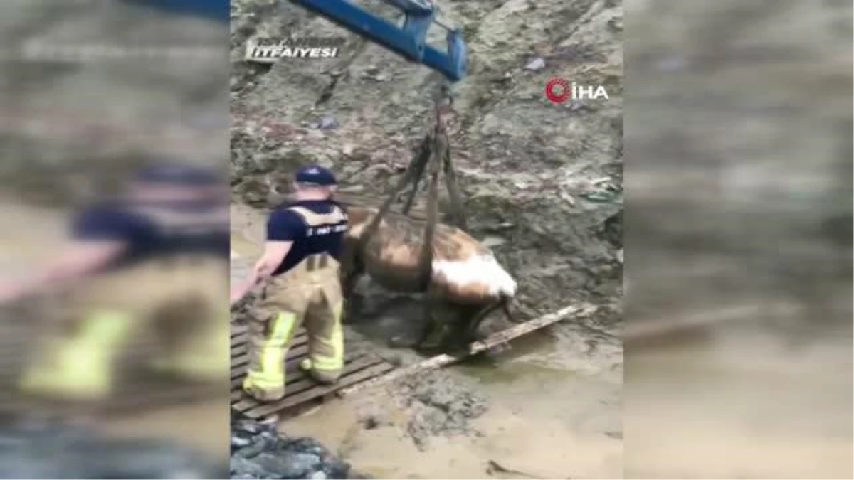İstanbul İtfaiyesi\'nden inek kurtarma operasyonu