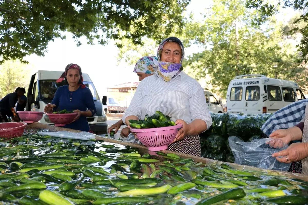 Kahramanmaraş\'ta salatalıkta hasat bereketi