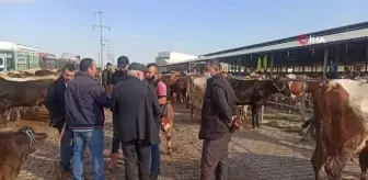 Kurban pazarında hareketlilik başladı