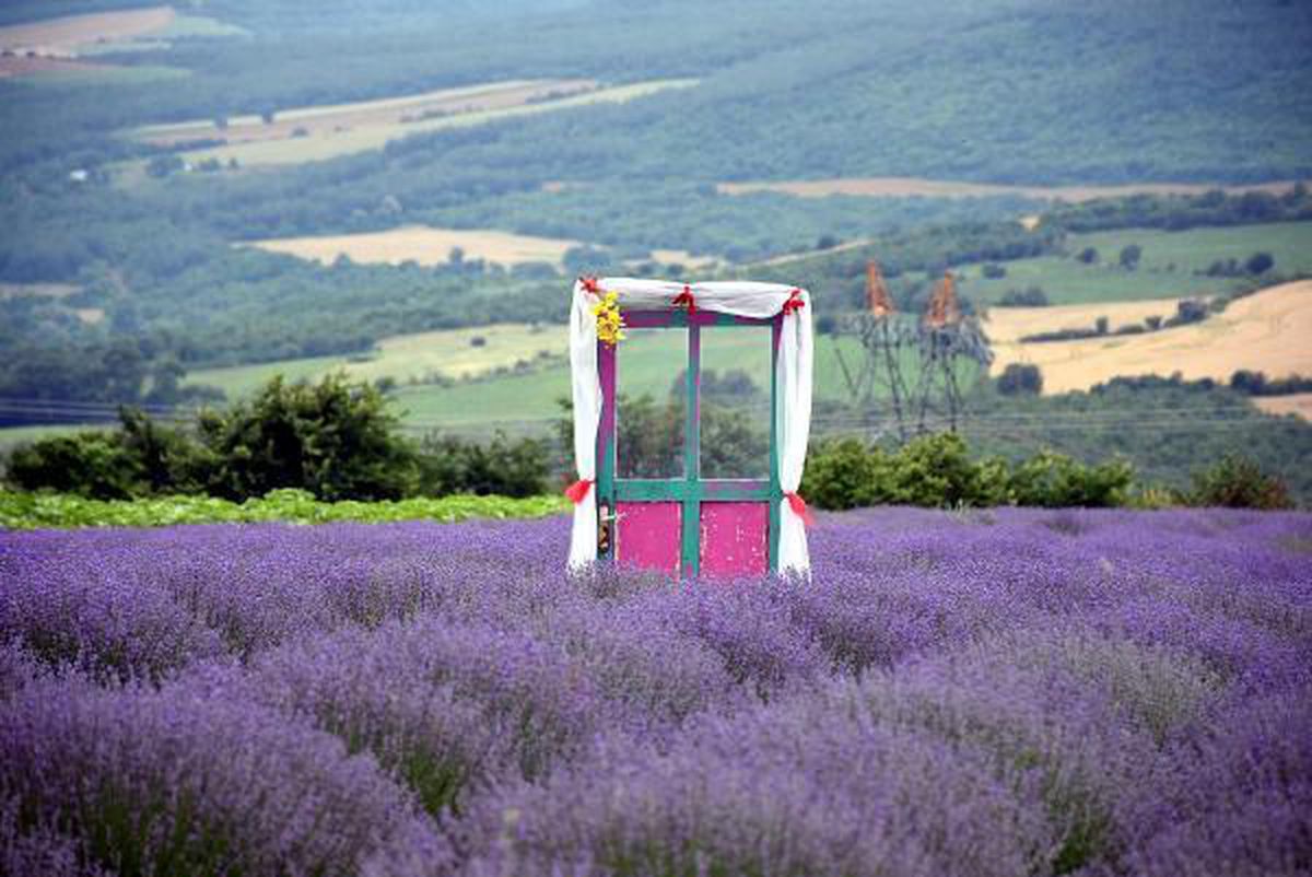 Lavender Days in Tekirdag