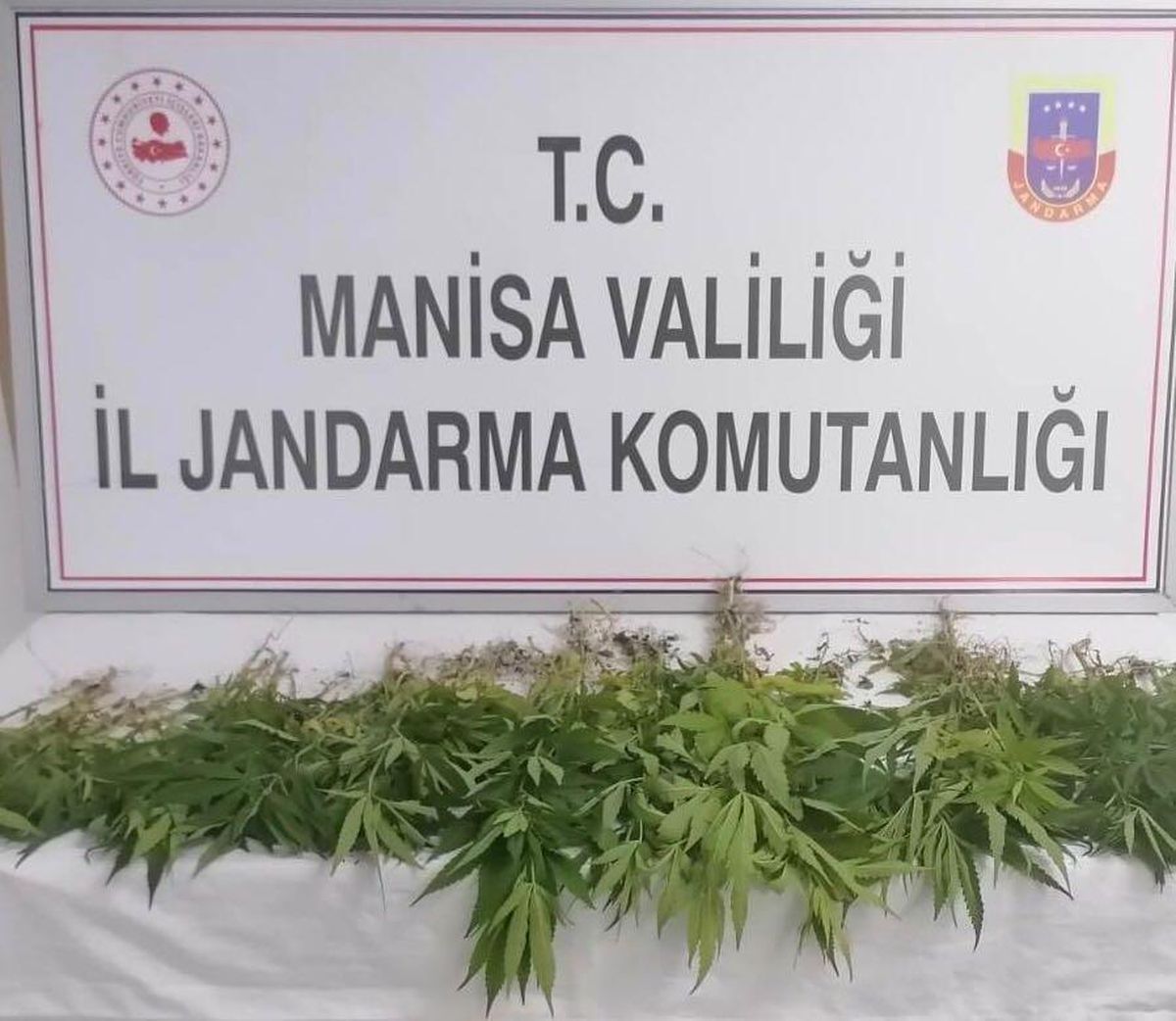 Manisa\'da 60 kök Hint keneviri ele geçirildi