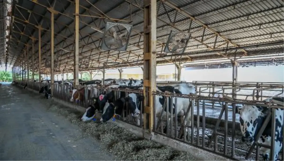 SÜT İNEKLERİ, KAVURUCU SICAKTAN \'DUŞLAMA\' İLE KORUNUYOR