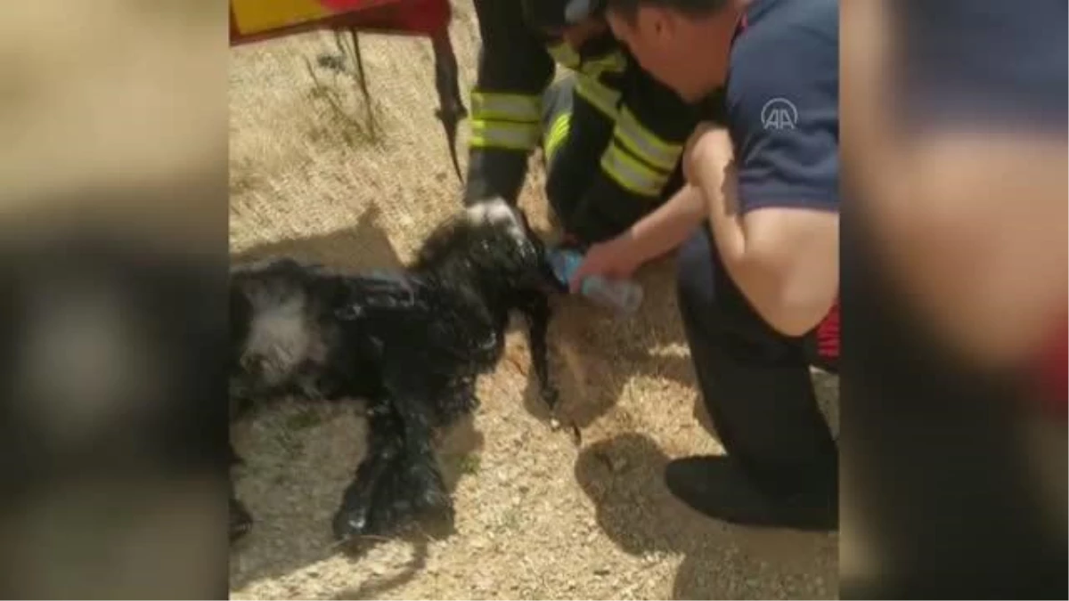 Zift havuzuna düşen yavru keçiyi itfaiye kurtardı