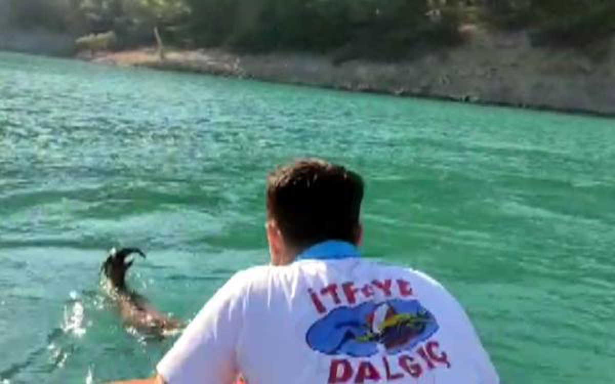Baraj gölüne giren yaban keçisini itfaiye kurtardı