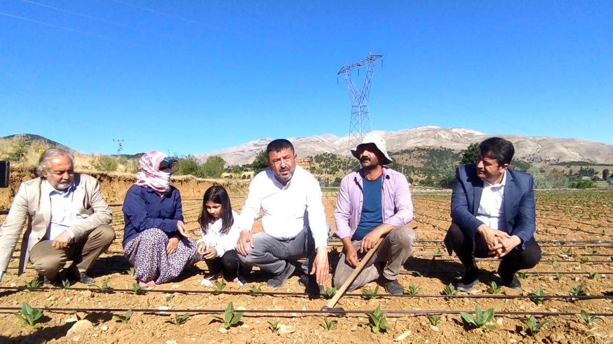 CHP heyeti tütün üreticileriyle tarlalarda buluştu